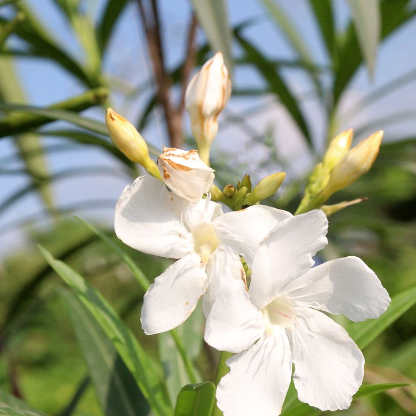 Laurier rose Alsace - Nerium oleander (Flowering)
