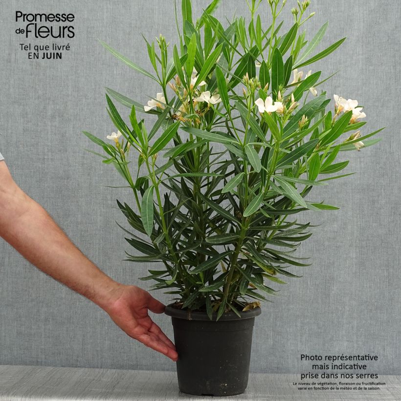 Spécimen de Laurier rose Angiolo Pucci - Nerium oleander Pot de 3L/4L, Buisson, Touffe tel que livré en été