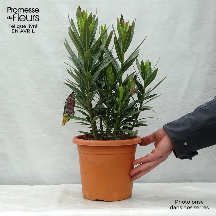Example of Laurier rose Emilie - Nerium oleander Pot de 3L/4L, Buisson, Touffe as you get in printemps