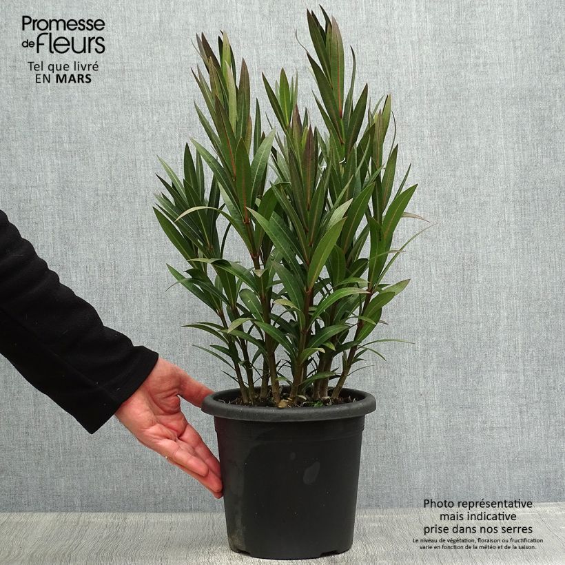 Example of Laurier rose Italia - Nerium oleander Pot de 3L/4L, Buisson, Touffe as you get in printemps