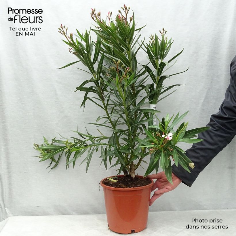 Example of Laurier rose - Nerium oleander Rose Pot de 6L/7L as you get in printemps