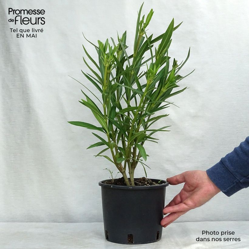 Example of Laurier rose - Nerium oleander Blanc Pot de 2L/3L, Buisson, Touffe as you get in printemps