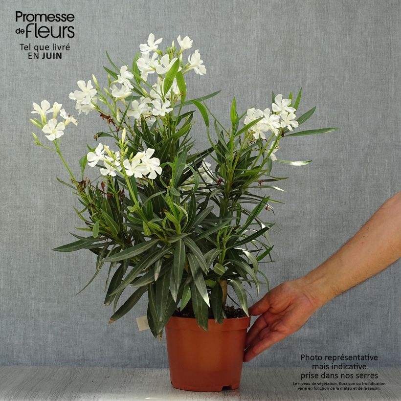 Spécimen de Laurier rose - Nerium oleander Blanc Pot de 2L/3L, Buisson, Touffe tel que livré en été