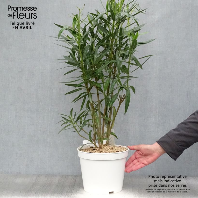 Example of Laurier rose - Nerium oleander Blanc Pot de 6L/7L as you get in printemps