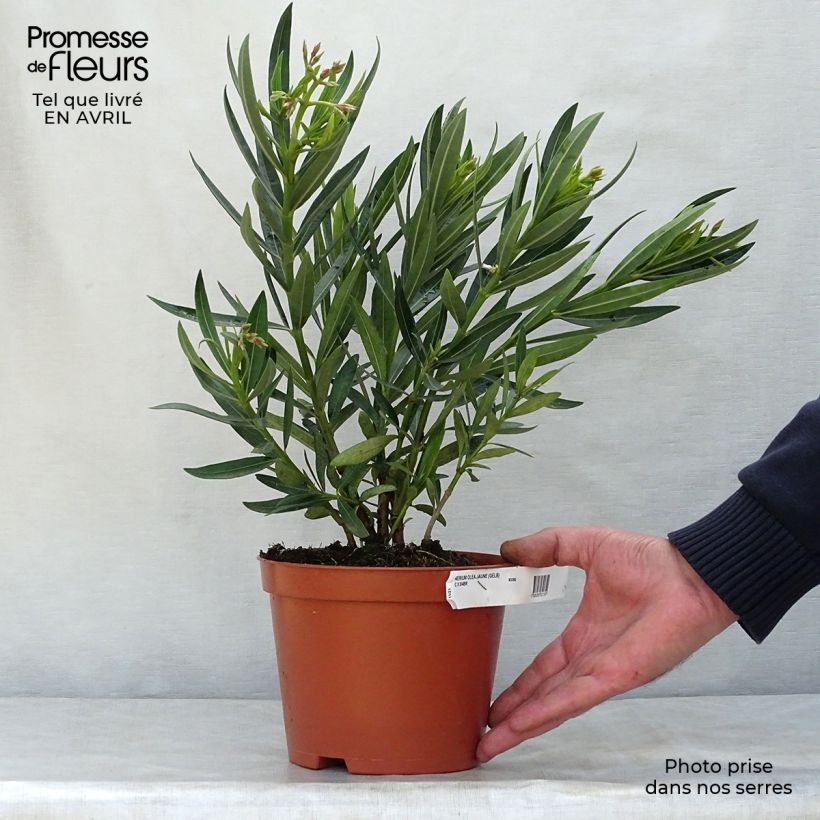 Example of Laurier rose - Nerium oleander Jaune Pot de 2L/3L, Buisson, Touffe as you get in printemps