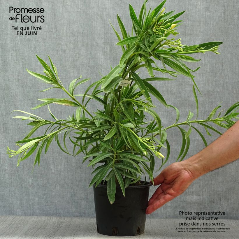 Spécimen de Laurier rose - Nerium oleander Jaune Pot de 2L/3L, Buisson, Touffe tel que livré en été
