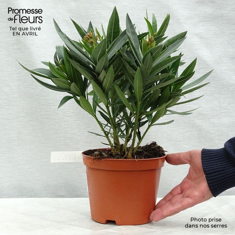 Example of Iris germanica Fashion Statement Godet de 8/9 cm as you get in printemps