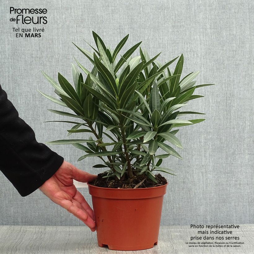 Example of Laurier rose - Nerium oleander Rouge Double Pot de 2L/3L, Buisson, Touffe 3/4 branches as you get in printemps