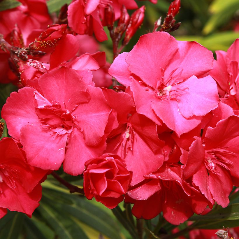 Laurier rose - Nerium oleander Rouge Double (Flowering)