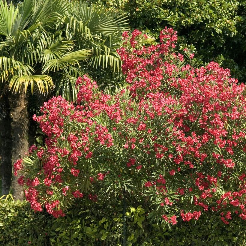 Laurier rose - Nerium oleander Rouge Simple (Plant habit)