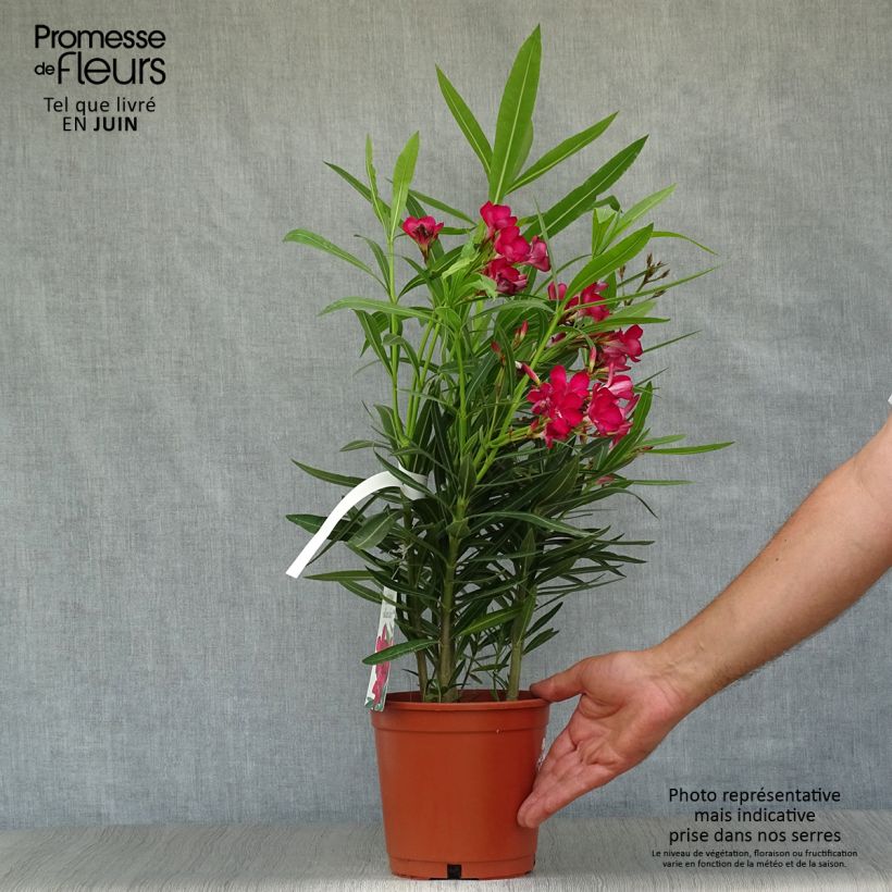 Spécimen de Laurier rose - Nerium oleander Rouge Simple Pot de 2L/3L, Buisson, Touffe tel que livré en été