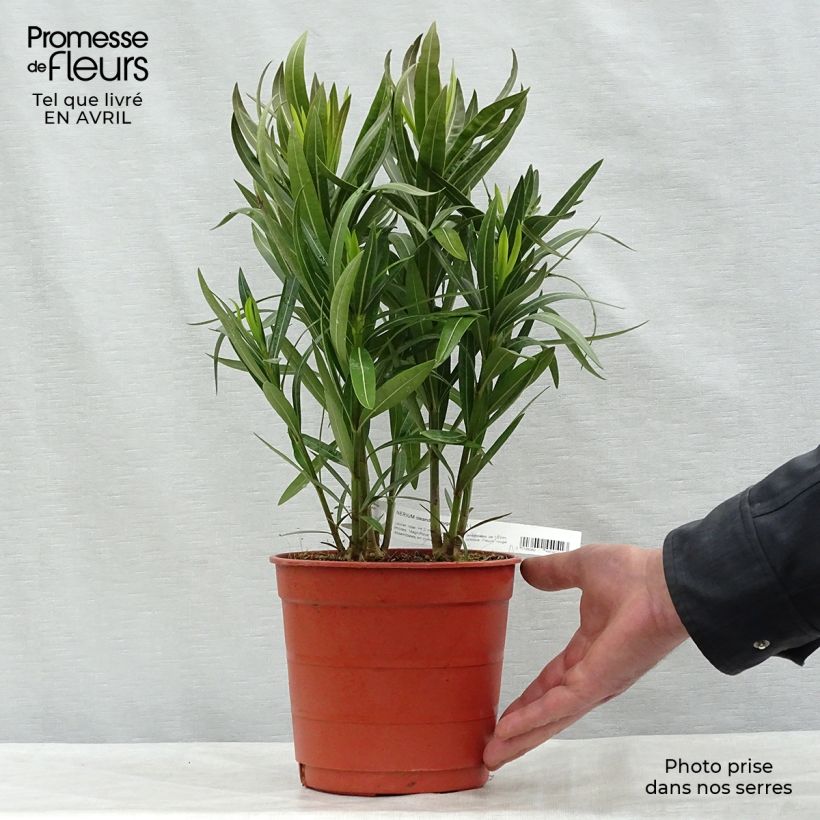 Example of Laurier rose - Nerium oleander Rouge Simple Pot de 2L/3L, Buisson, Touffe as you get in printemps