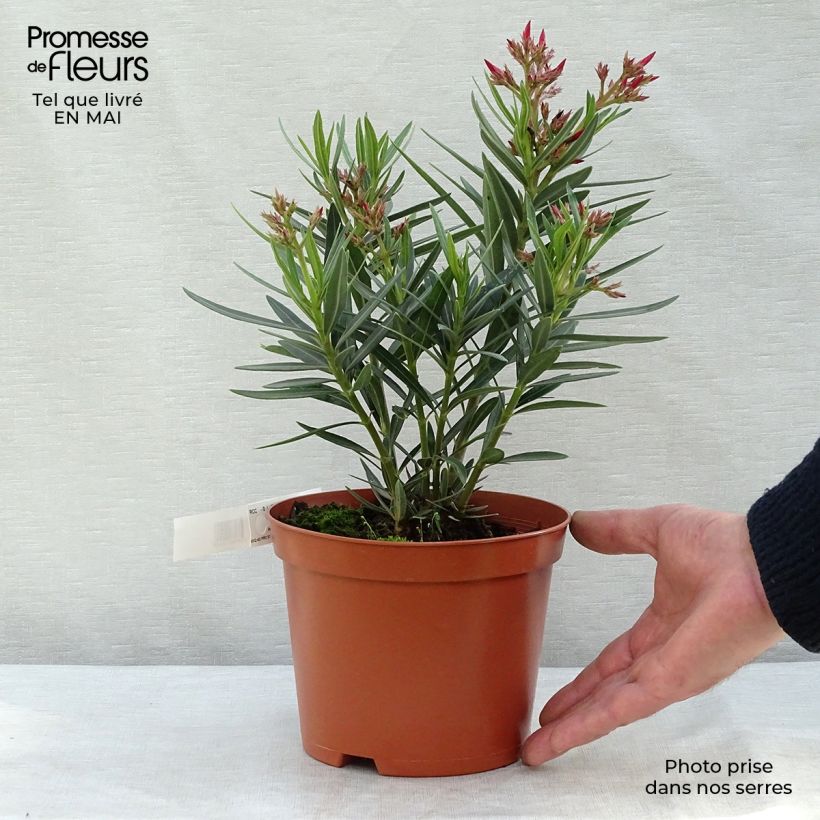 Example of Laurier rose - Nerium oleander Saumon Pot de 2L/3L, Buisson, Touffe as you get in printemps