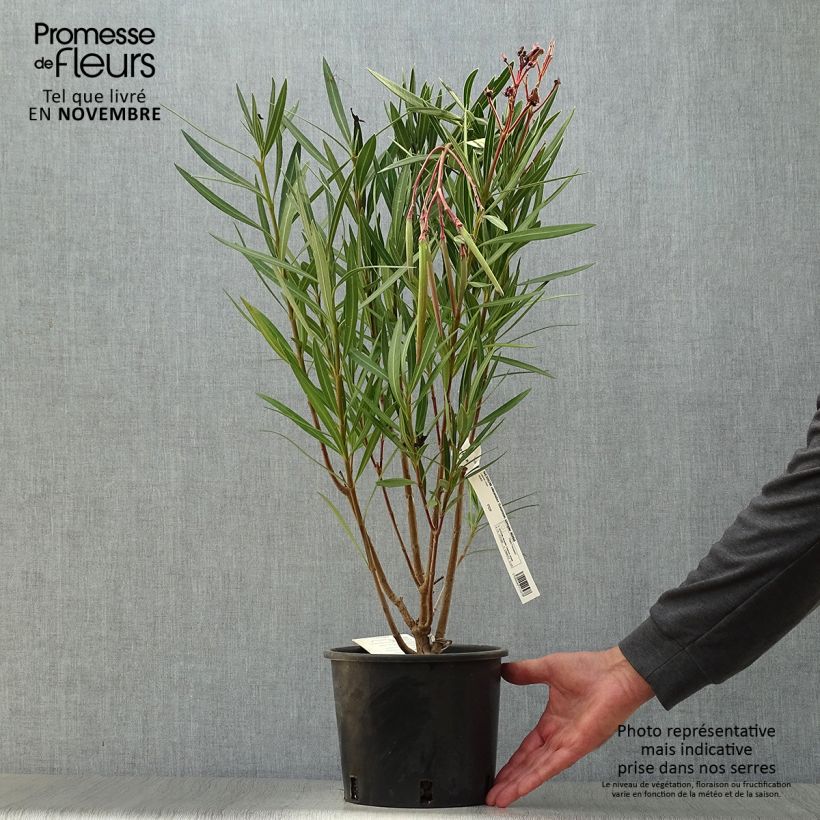 Spécimen de Laurier rose - Nerium oleander Saumon Pot de 2L/3L, Buisson tel que livré en automne
