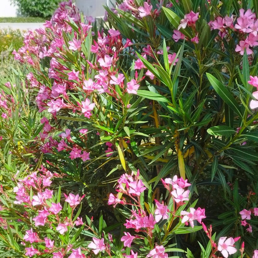 Laurier rose - Nerium oleander Rose (Port)