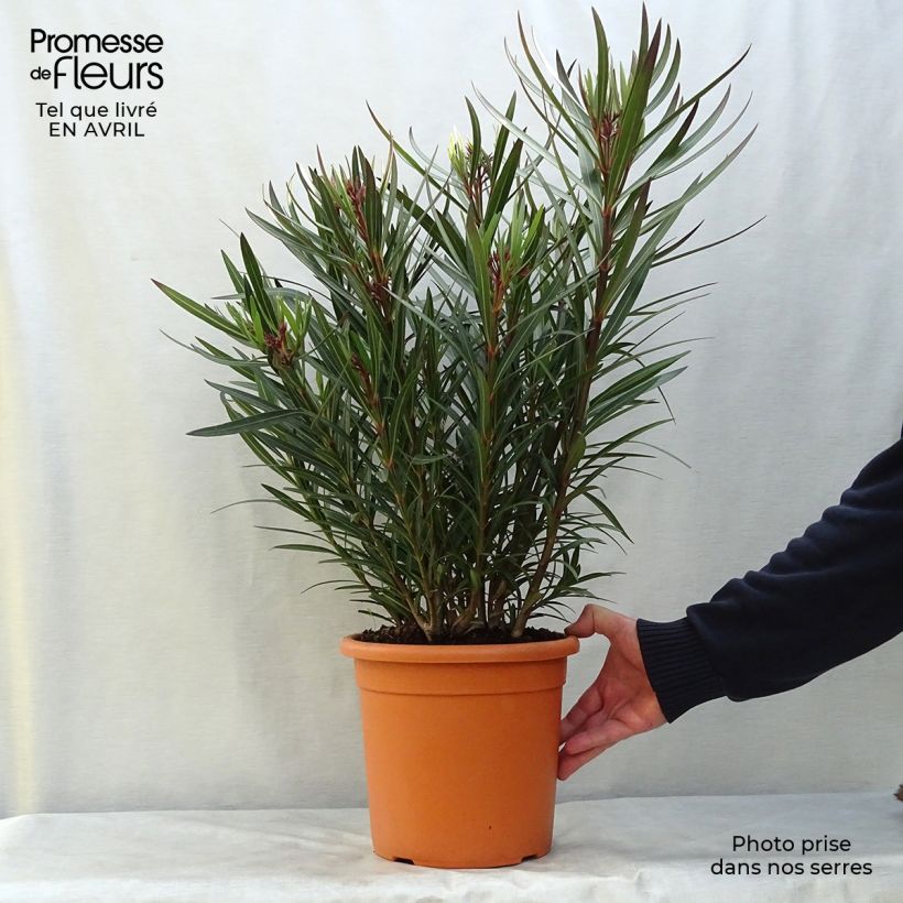 Example of Laurier rose Papa Gambetta - Nerium oleander Pot de 2L/3L, Buisson, Touffe as you get in printemps