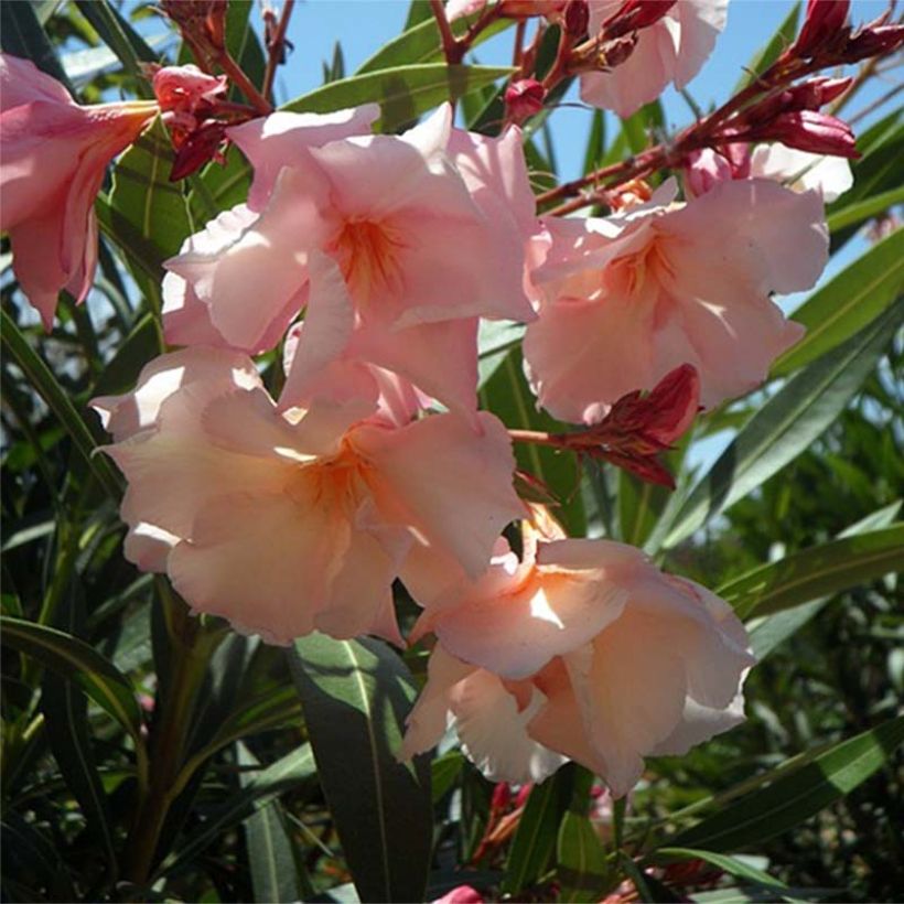 Laurier rose Provence - Nerium oleander (Flowering)