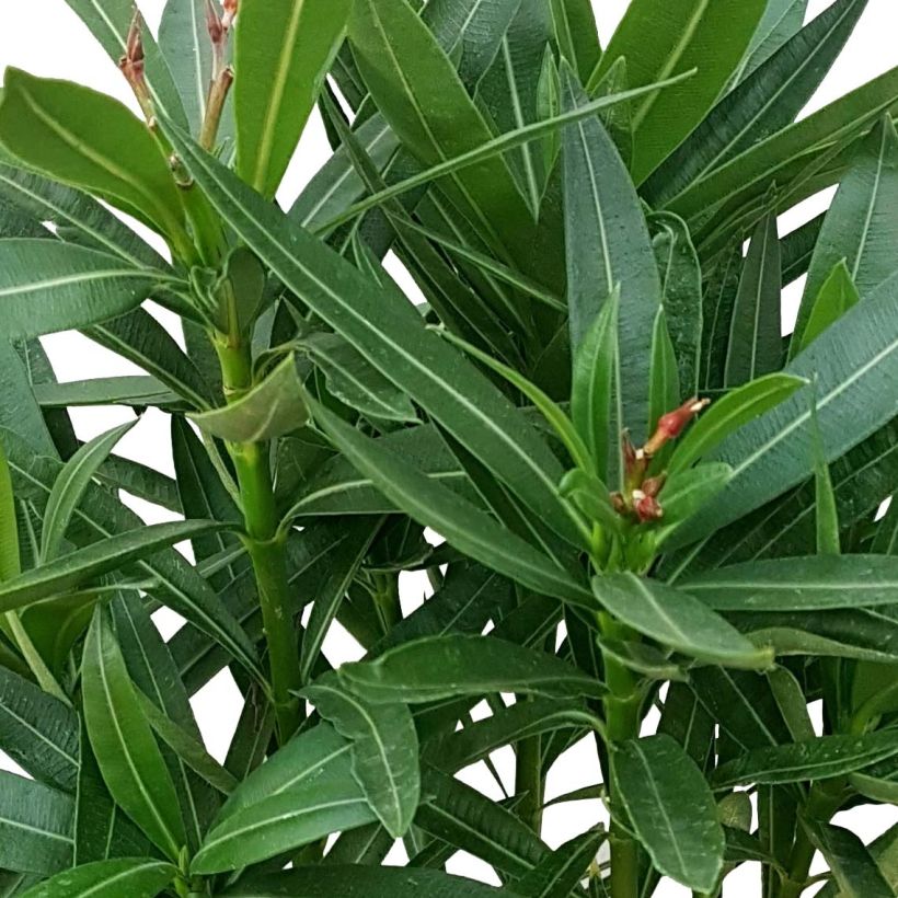 Laurier rose double Roseum Plenum - Nerium oleander (Foliage)