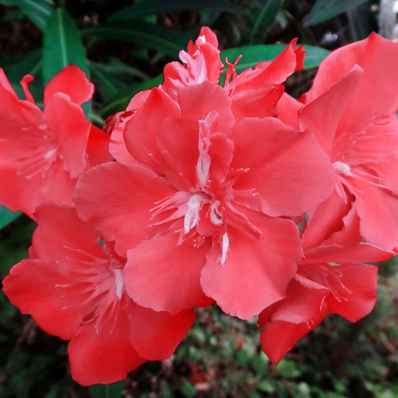 Laurier rose Scarlet Beauty -Nerium oleander (Flowering)