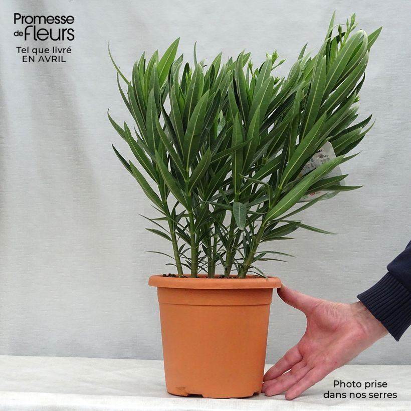 Example of Laurier rose Soeur Agnes - Nerium oleander Pot de 3L/4L, Buisson, Touffe as you get in printemps