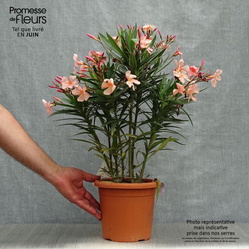 Spécimen de Laurier rose Soleil Levant - Nerium oleander Pot de 3L/4L, Buisson, Touffe tel que livré en été