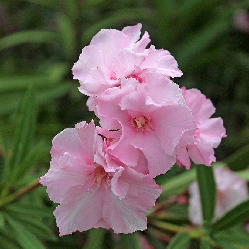 Laurier rose double Roseum Plenum - Nerium oleander (Flowering)