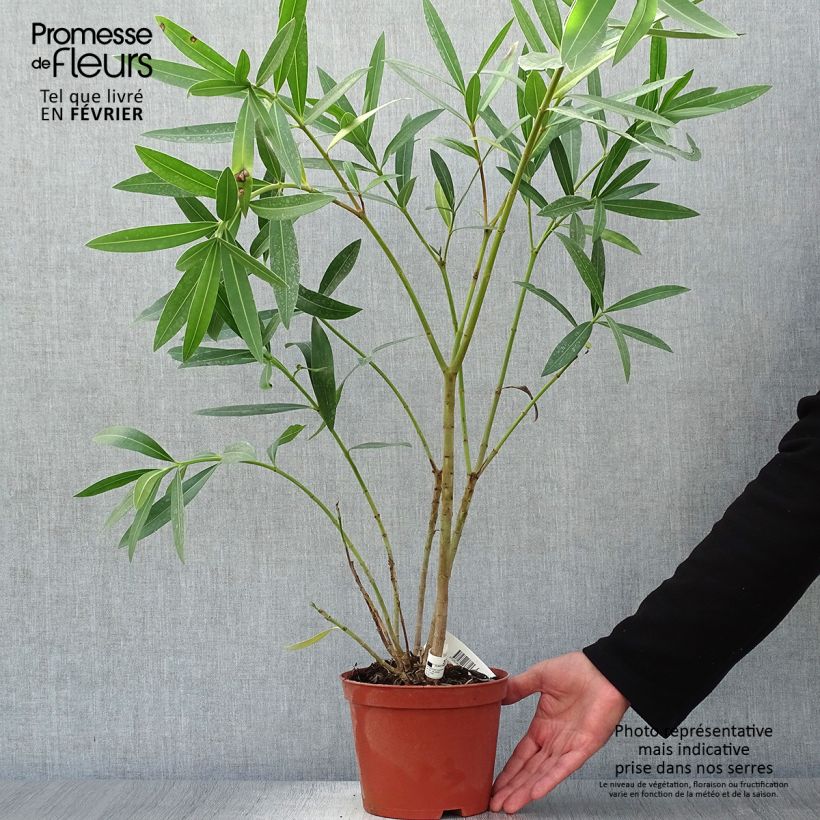 Spécimen de Laurier rose double Roseum Plenum - Nerium oleander Pot de 2L/3L, Buisson, Touffe 3/4 branches tel que livré en automne
