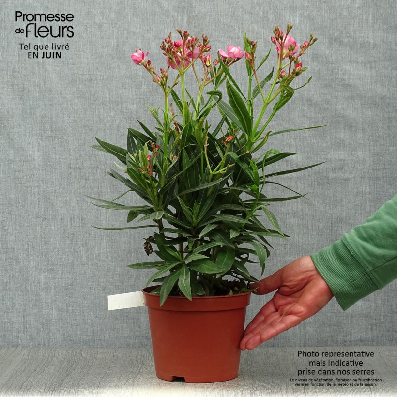 Spécimen de Laurier rose double Roseum Plenum - Nerium oleander Pot de 2L/3L, Buisson, Touffe 3/4 branches tel que livré en été