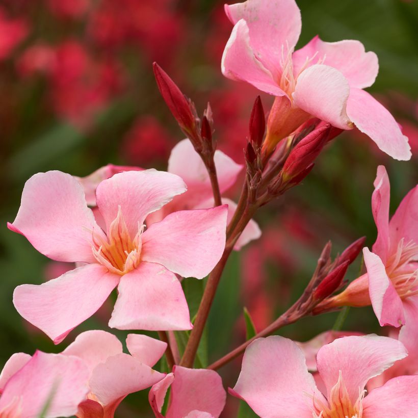 Laurier-rose Tito Poggi – Nerium oleander (Floraison)
