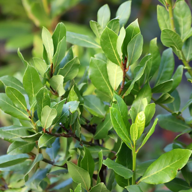 Laurier sauce De Jerusalem - Laurus nobilis (Foliage)