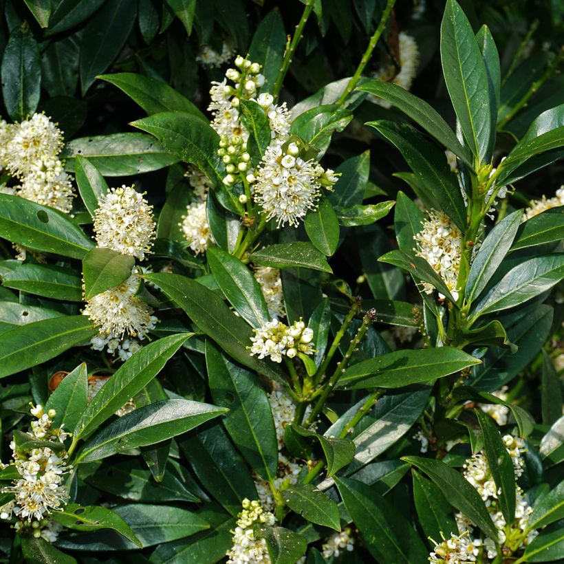 Laurier sauce De Jerusalem - Laurus nobilis (Flowering)