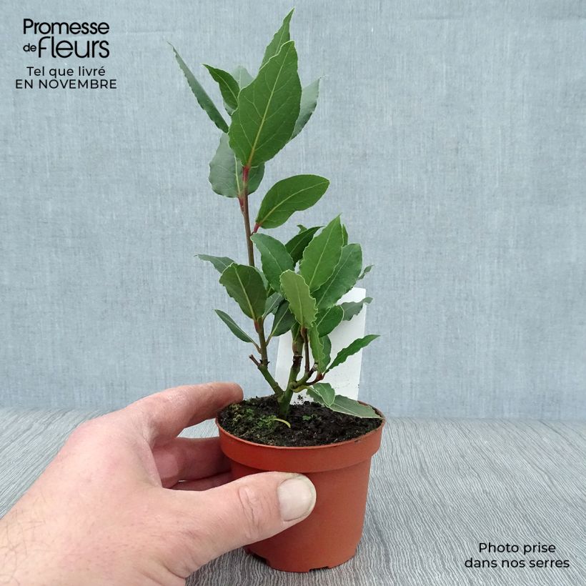 Spécimen de Laurier sauce - Laurus nobilis  Godet de 8/9 cm tel que livré en automne