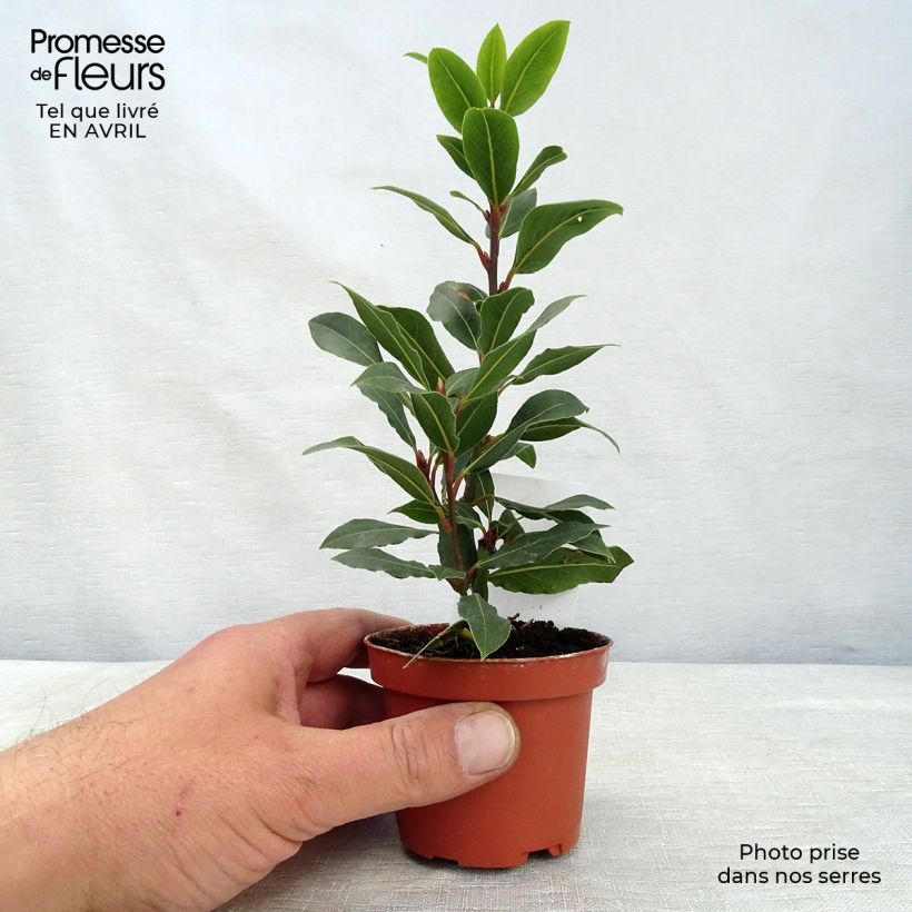 Example of Laurier sauce - Laurus nobilis  Pot de 10 cm/11cm as you get in printemps