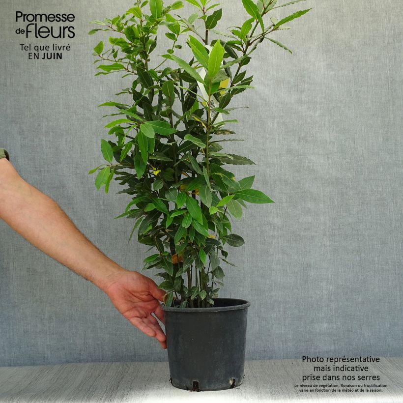 Spécimen de Laurier sauce - Laurus nobilis  Pot de 2L/3L tel que livré en été