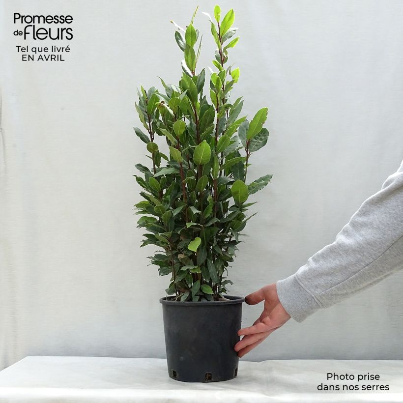 Example of Laurier sauce - Laurus nobilis  Pot de 2L/3L as you get in printemps