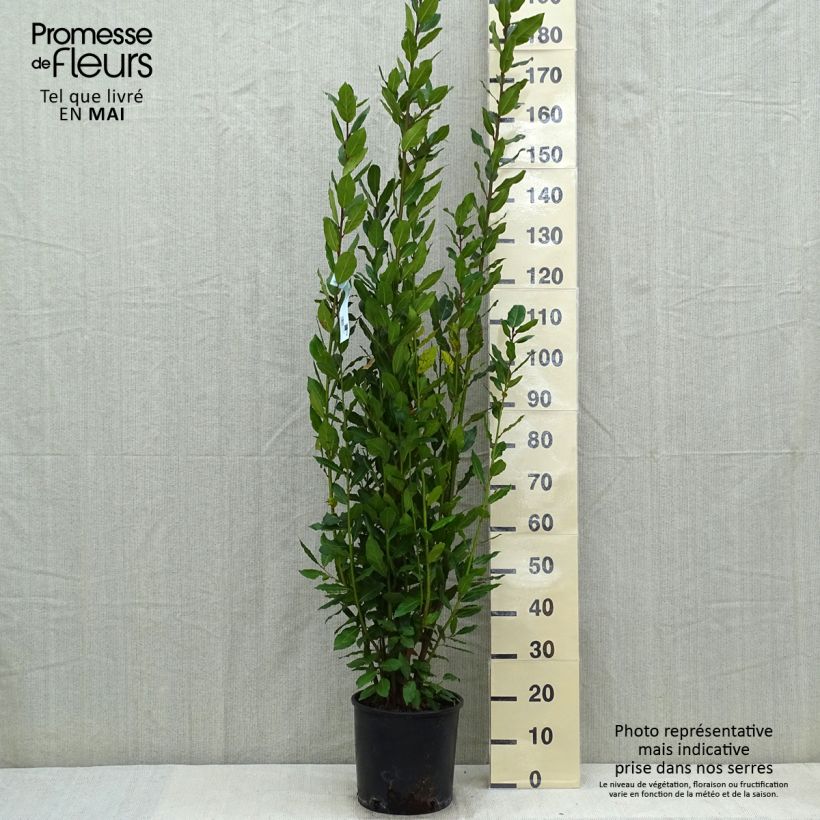 Example of Laurier sauce - Laurus nobilis  Pot de 7,5L/10L as you get in printemps