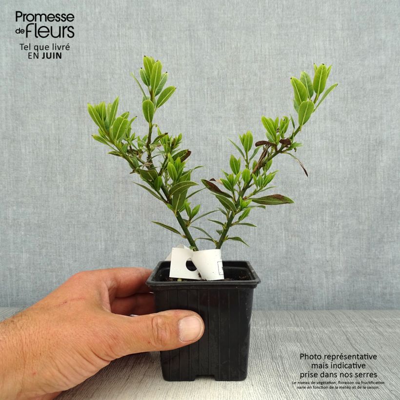 Example of Laurier sauce Little Laura - Laurus nobilis Godet de 8/9 cm as you get in printemps