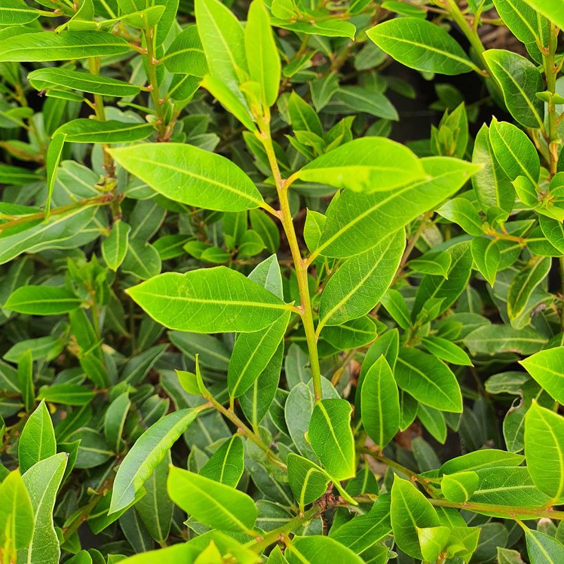 Laurier sauce Little Laura - Laurus nobilis (Foliage)