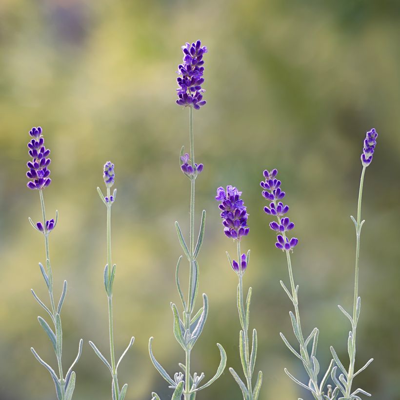Graines de Lavande Hidcote (Flowering)