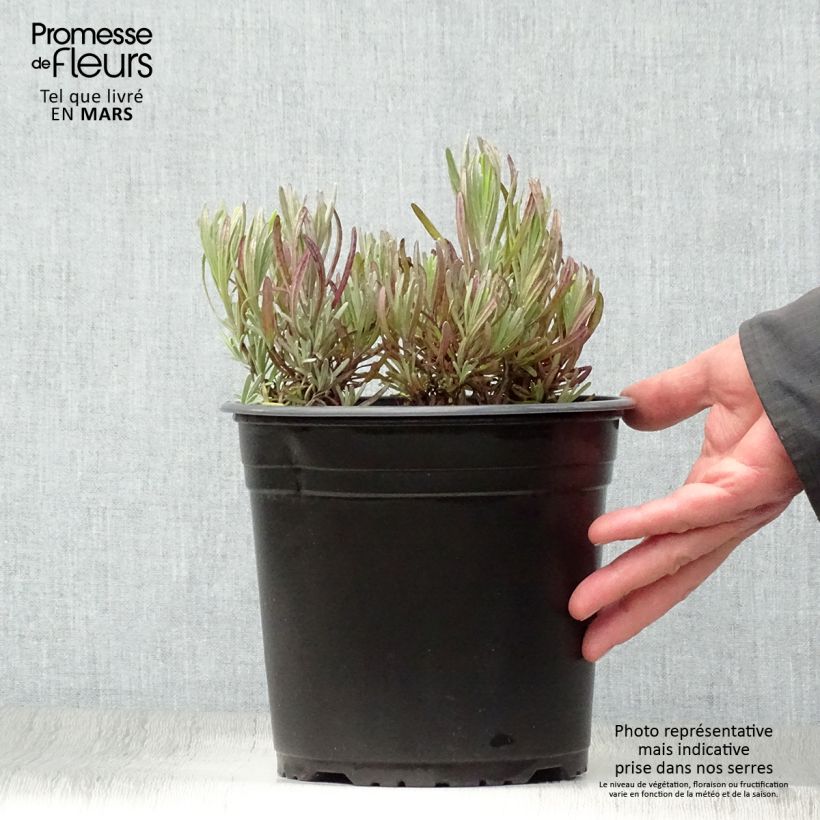 Example of Lavande intermedia Platinum Blonde - Lavandin Pot de 4L/5L as you get in printemps