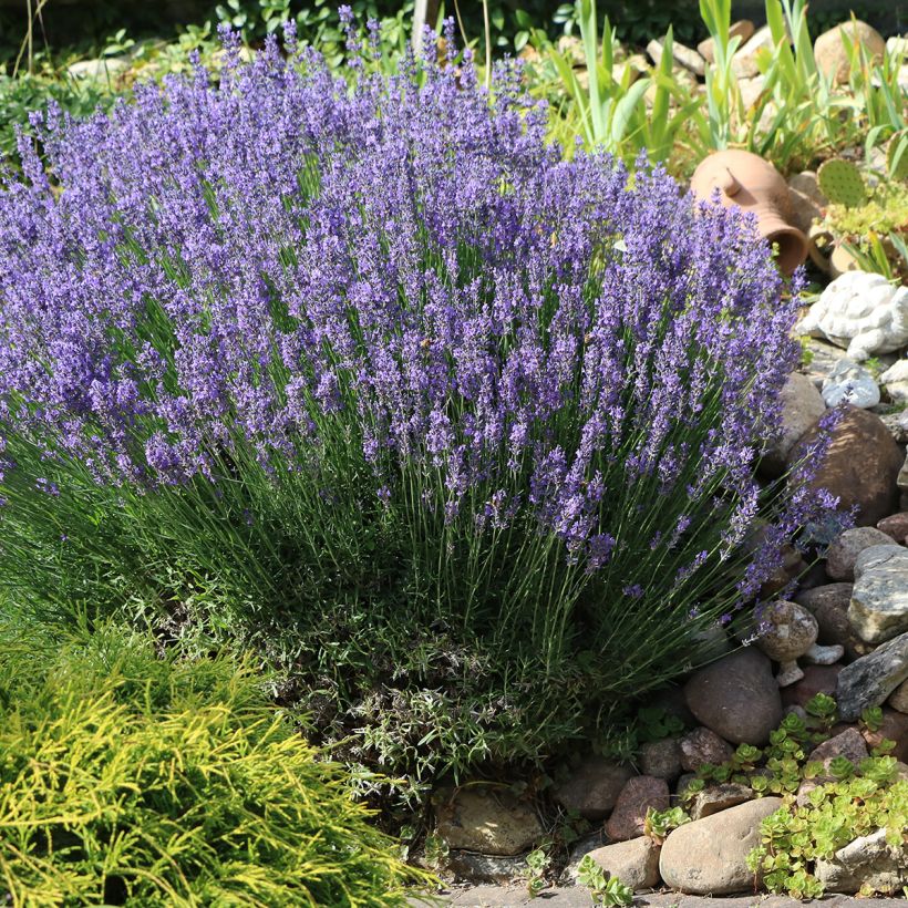 Lavande Vraie - Lavandula officinalis (Plant habit)