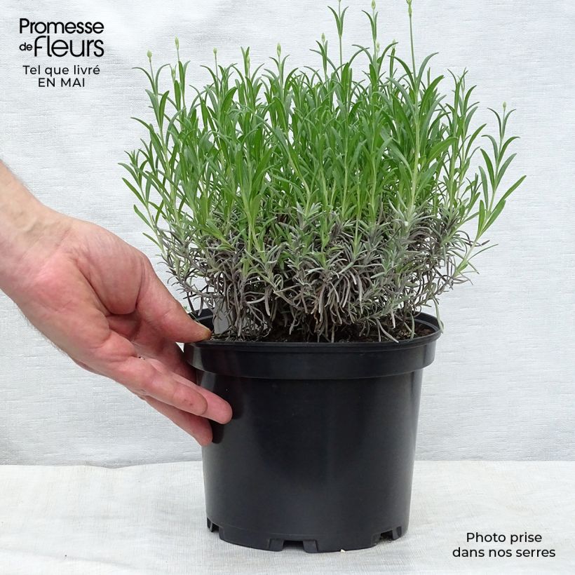 Spécimen de Lavande angustifolia Munstead Pot de 2L/3L tel que livré au printemps
