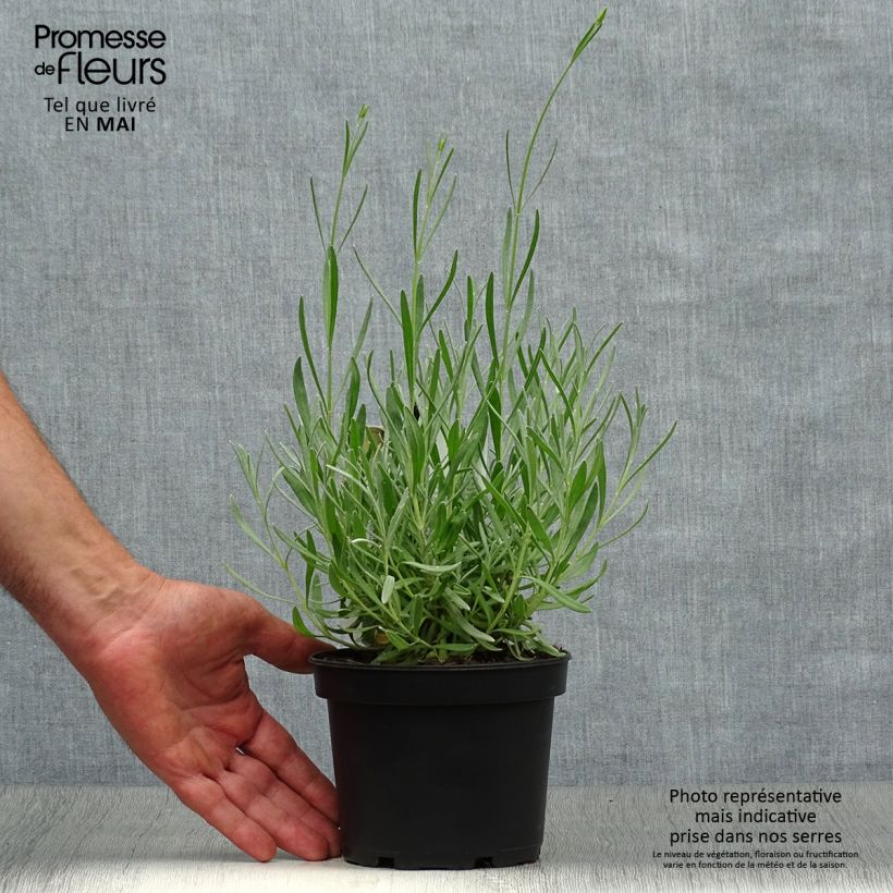 Spécimen de Lavande aspic ou à larges feuilles - Lavandula latifolia Pot de 1,5L/2L tel que livré au printemps