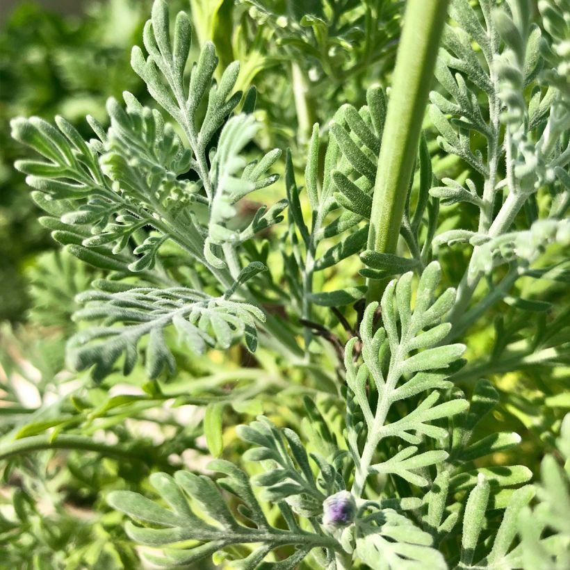 Lavandula pinnata var. pinnata - Lavande pennée de Canaries (Foliage)