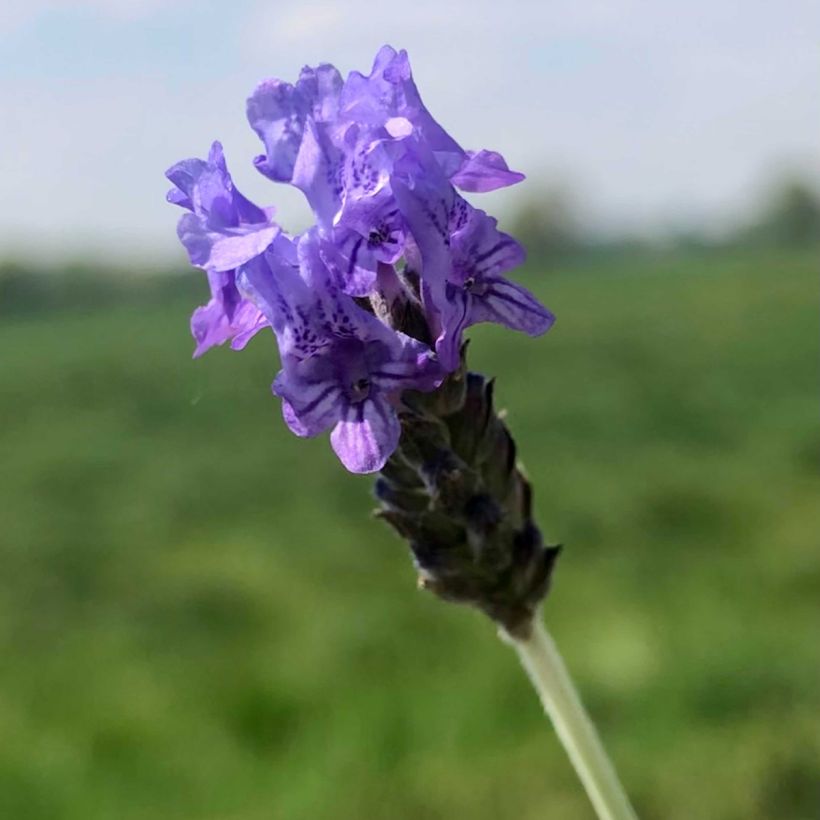 Lavandula pinnata var. pinnata - Lavande pennée de Canaries (Flowering)
