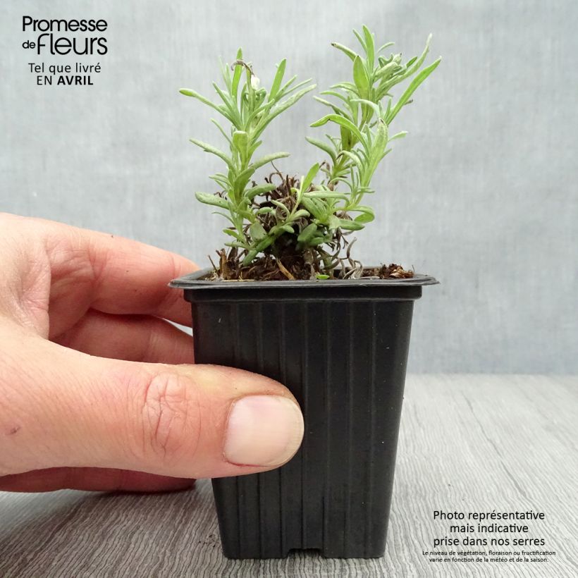 Example of Lavande papillon - Lavandula stoechas Godet de 7/8 cm as you get in printemps