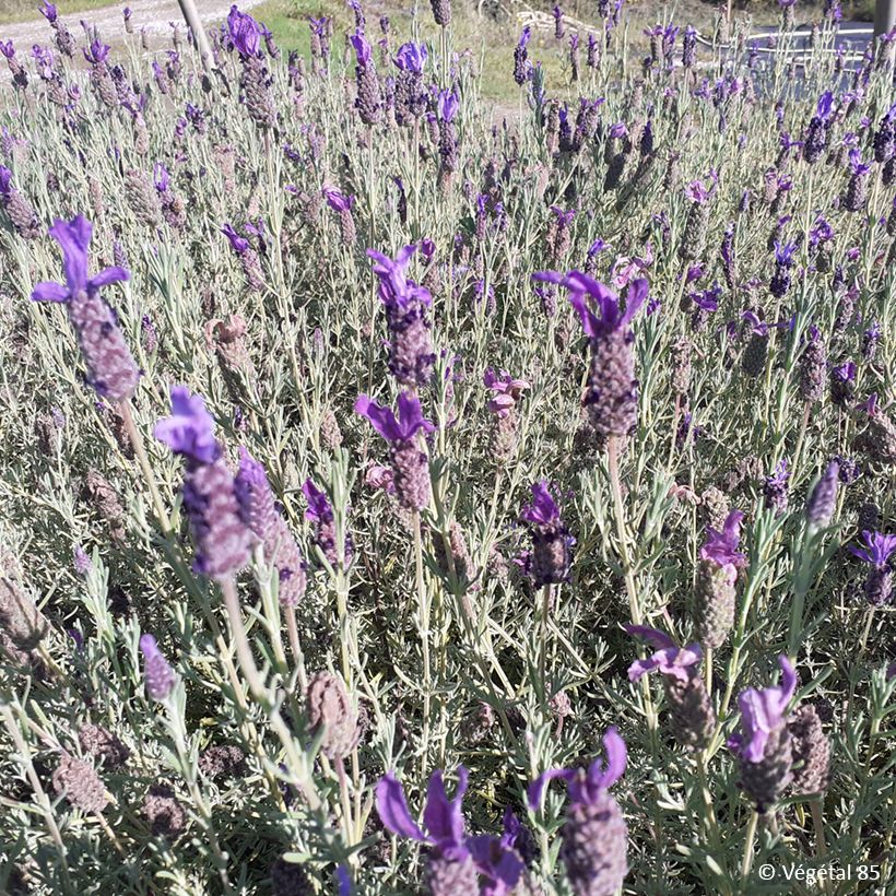 Lavande papillon Madrid Purple - Lavandula stoechas (Port)