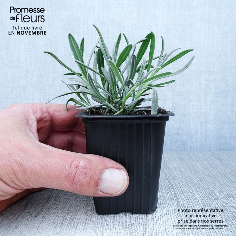 Spécimen de Lavande vraie - Lavandula angustifolia Alba Godet de 7/8 cm tel que livré en automne