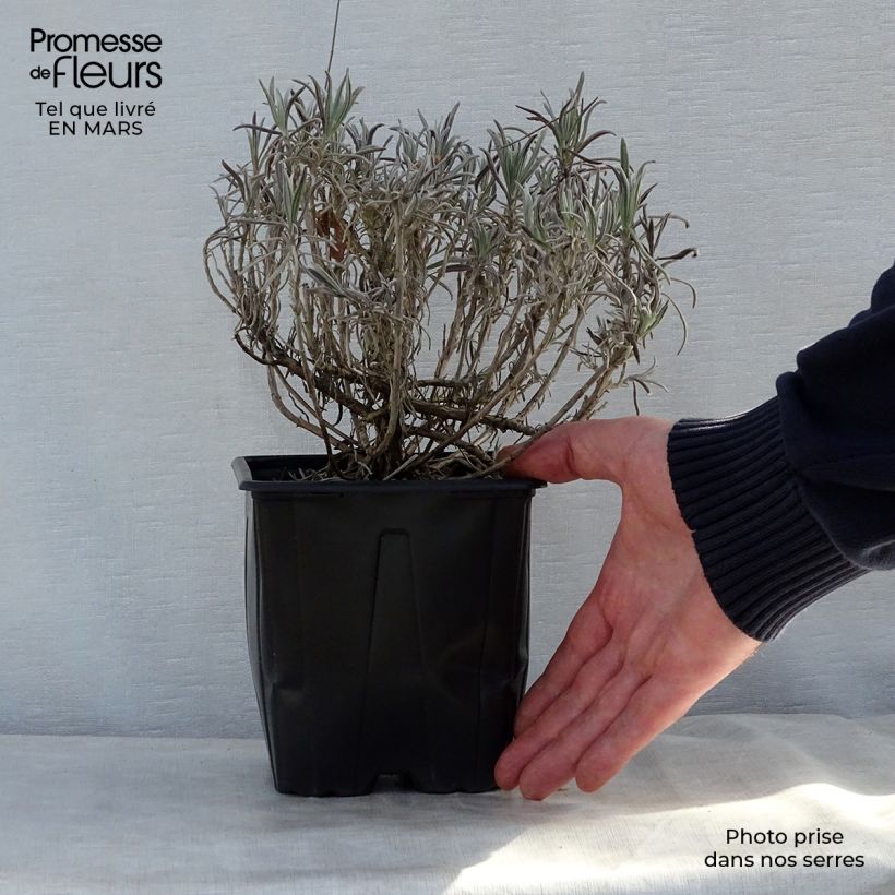 Example of Lavande vraie - Lavandula angustifolia Alba Pot de 2L/3L as you get in printemps