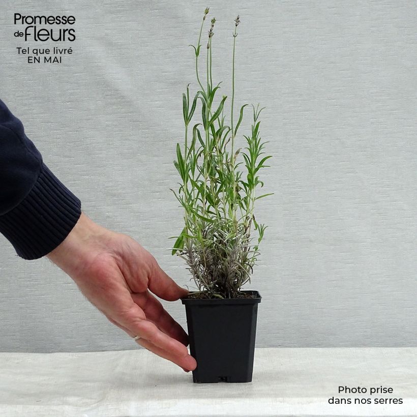 Example of Lavande vraie - Lavandula angustifolia Dwarf Blue Godet de 8/9 cm as you get in printemps